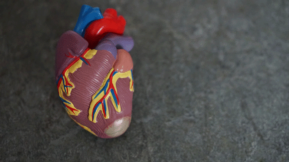 Model of a human heart that works harder without what compression garments can do
